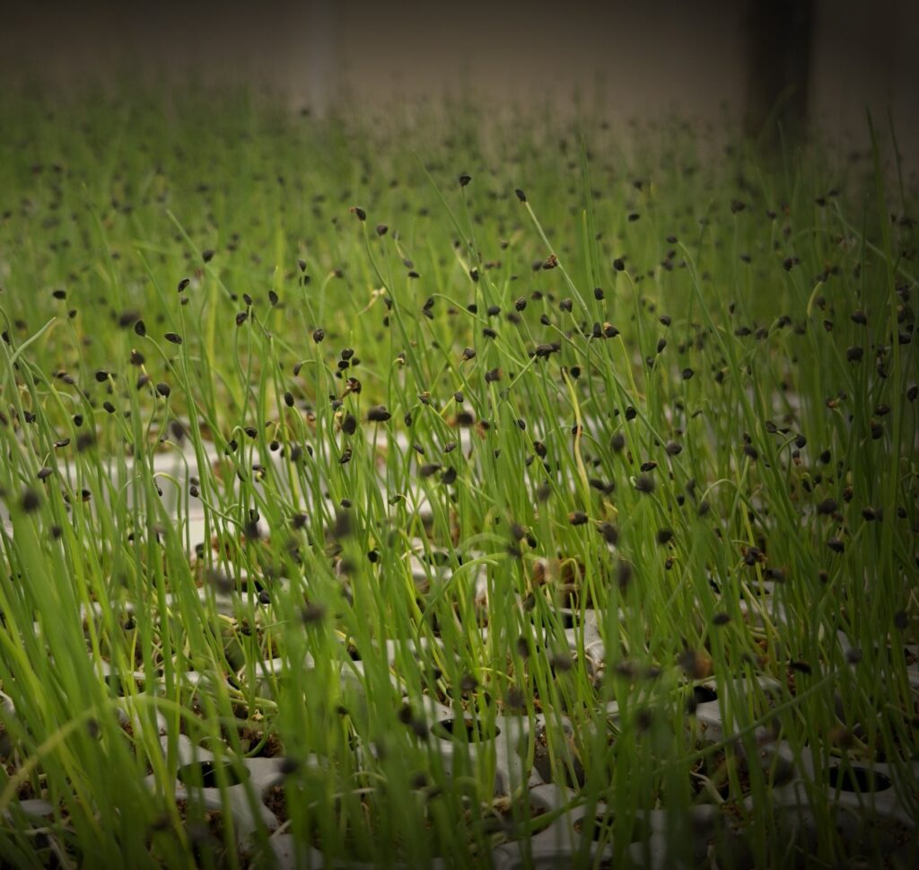 植物工場で育つ九条ねぎの若芽